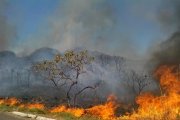 Incêndio que já destruiu 26% da Chapada dos Veadeiros foi criminoso, segundo administração do parque