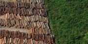 Amazônia pode transformar em savana se desmatar mais 20%, segundo estudo