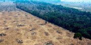 Rui Costa (PT) autoriza supressão de 24,7 mil hectares do cerrado e mata nativa na Bahia 