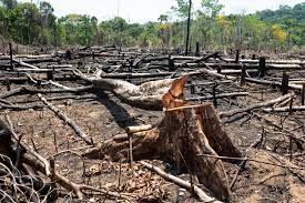 Marco Temporal, além de ataque aos indígenas, pode significar desmatamento de mais de 55 mi hectares