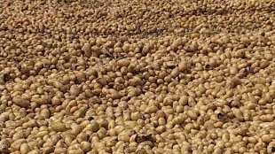 400 toneladas de batata são descartadas por produtores rurais após queda de preço