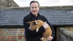 Piggate: Lordes, porcos e corruptos do parlamento britânico