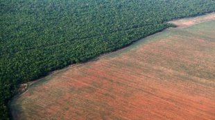 Recordes de desmatamento da Amazônia em nome do lucro do agronegócio: isso é o capitalismo