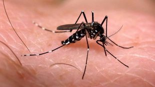 Mais de 2 milhões de pessoas afetados pelo mosquito Aedes indicam tríplice epidemia 