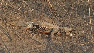 Fogo no Pantanal coloca em perigo animais como onça pintada e arara azul