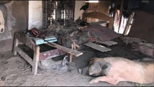 Trabalhador é encontrado em condições de escravidão no MS, vivendo entre porcos e cobras