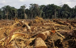 Temer aprova hoje MP que legaliza desmatamento na Amazônia para o agronegócio lucrar