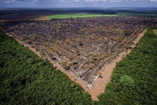 Desmatamento na Amazônia é o pior no mês de outubro desde 2015
