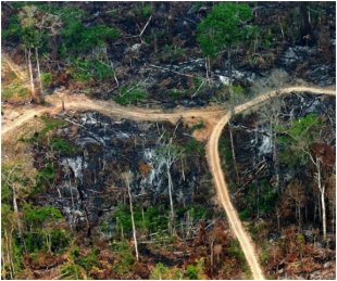 Senado aprova MP's que alteram os limites de áreas da Floresta Amazônica